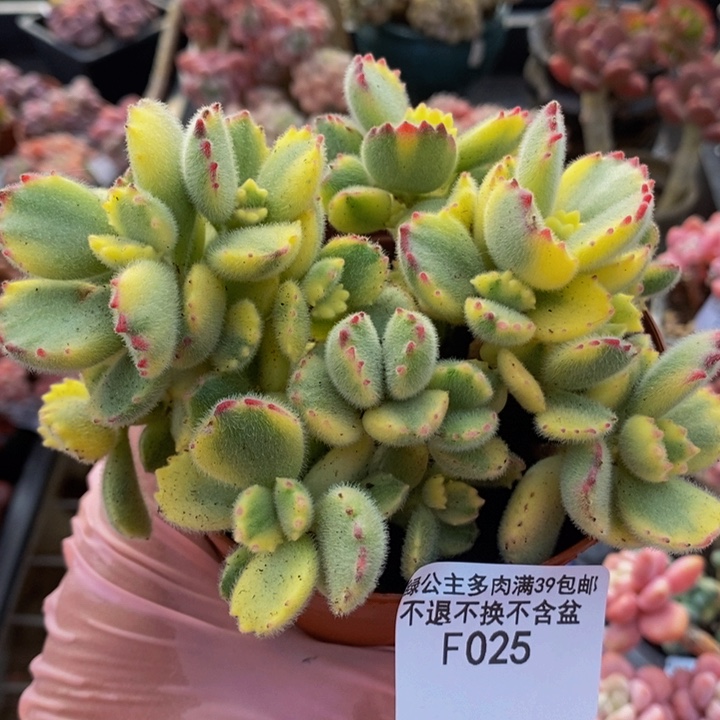 彩熊不包整12cm025多肉植物