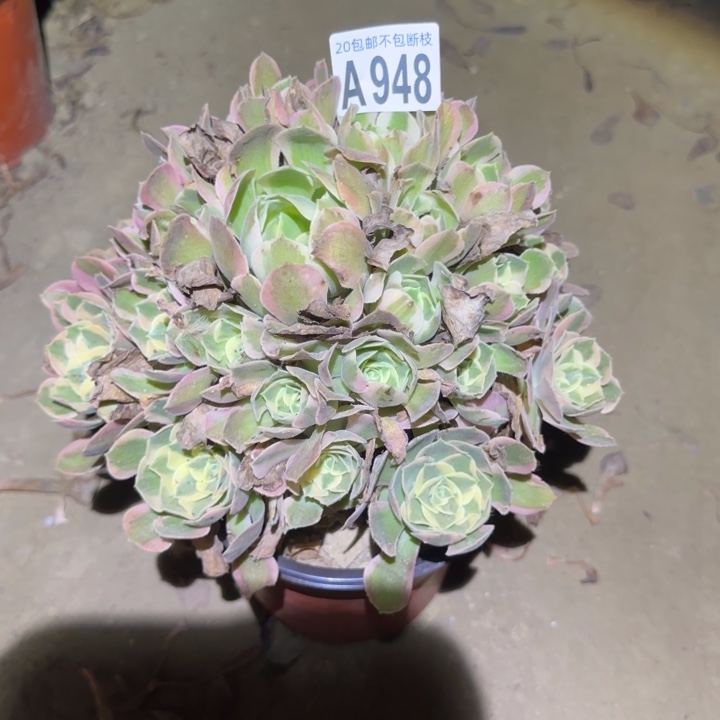 初恋……不包断枝……多肉植物
