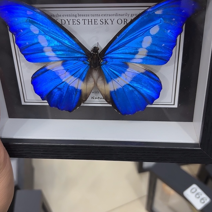 卿***上蝴蝶标本定制版109