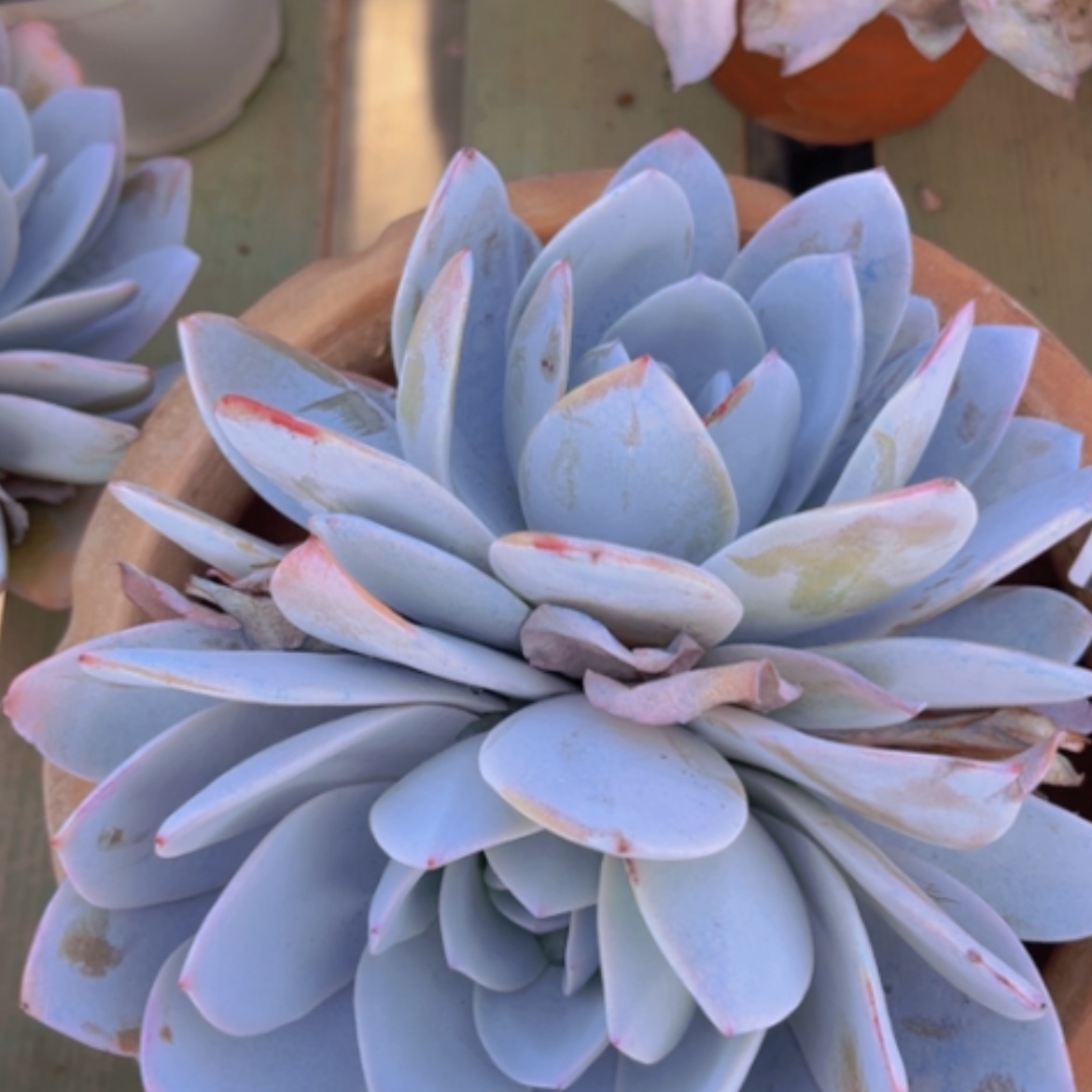 【闪购商品】白莲13127