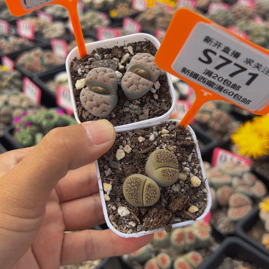 770.771 一物一拍，默认有伤，介意勿拍，不退不换