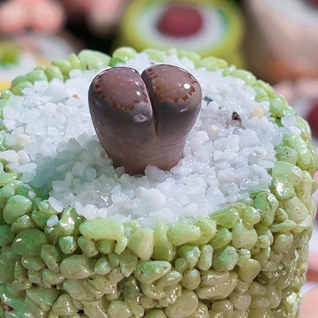 022紫菊1.2cm连盆带土包邮