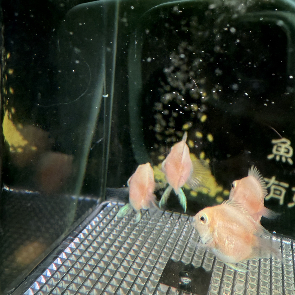 迷你鹦鹉鱼 胭脂粉苗子