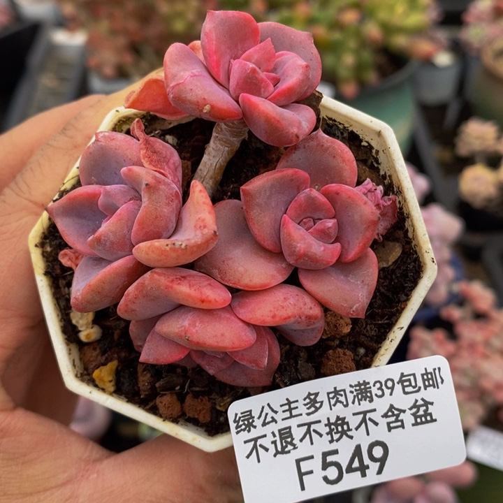 彩虹糖5cm549多肉植物