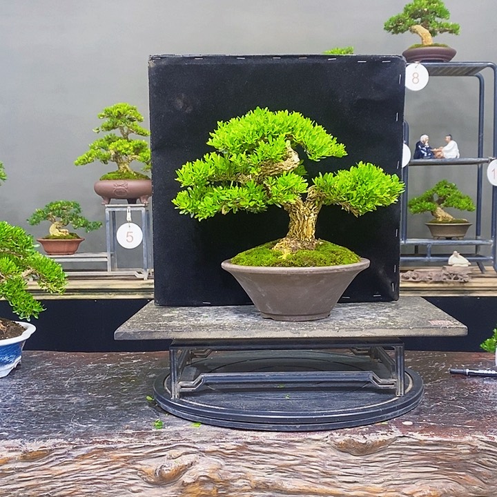 无花朵黄杨盆景四季常青不落叶