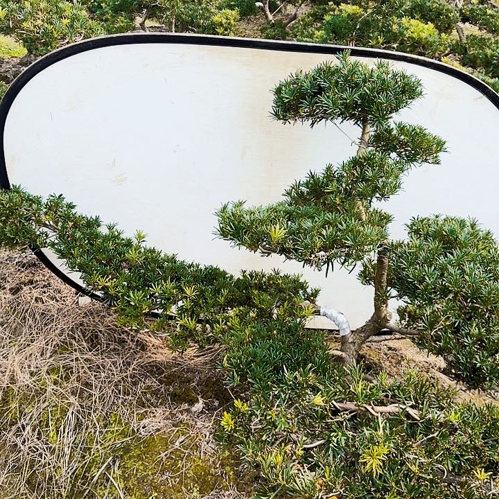 完全开放精品罗汉松