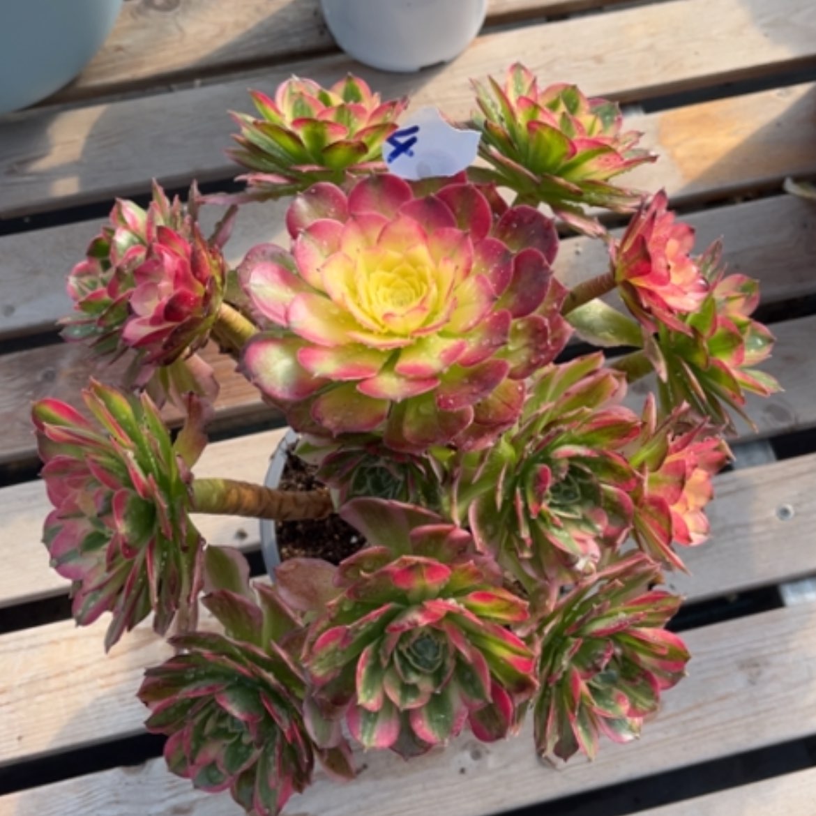 【闪购商品】4海王多肉法师