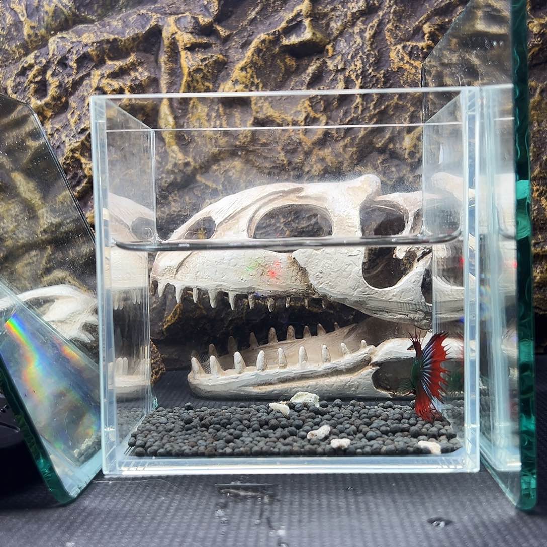 斗鱼精品精品精品精品精品