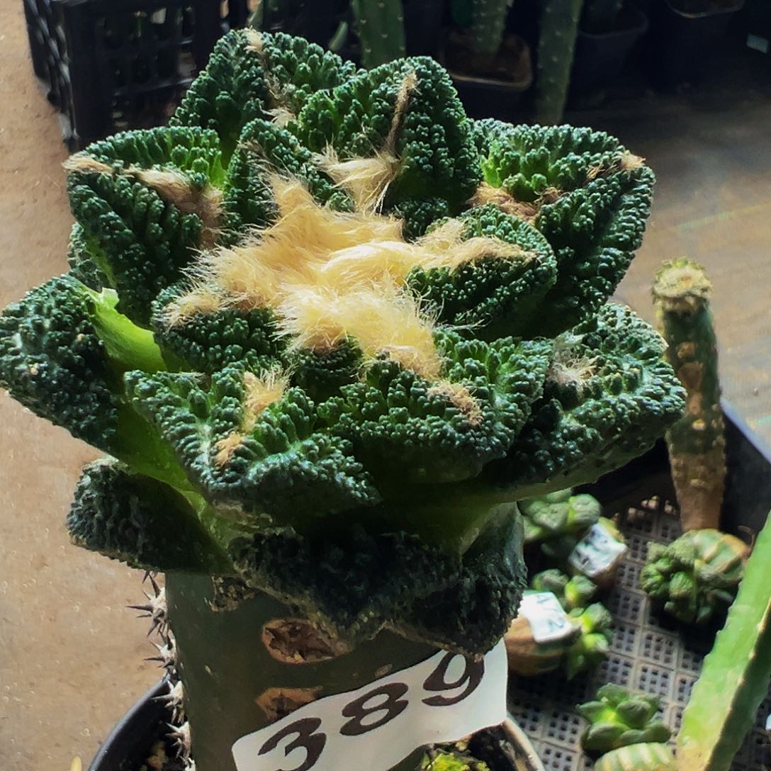 无花朵福利颗粒辛顿牡丹389