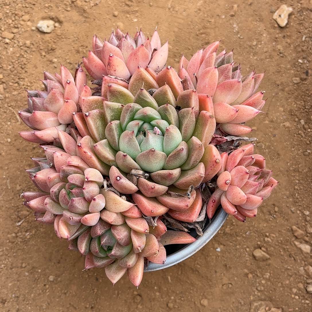 寄养链接的肉肉是不是这些都是