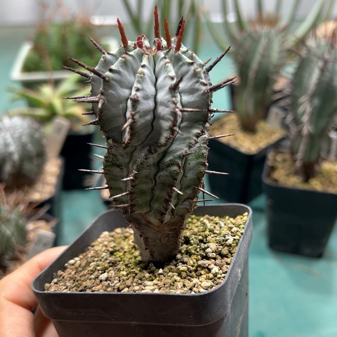 浓白魁伟玉 侧芽繁殖脱土发