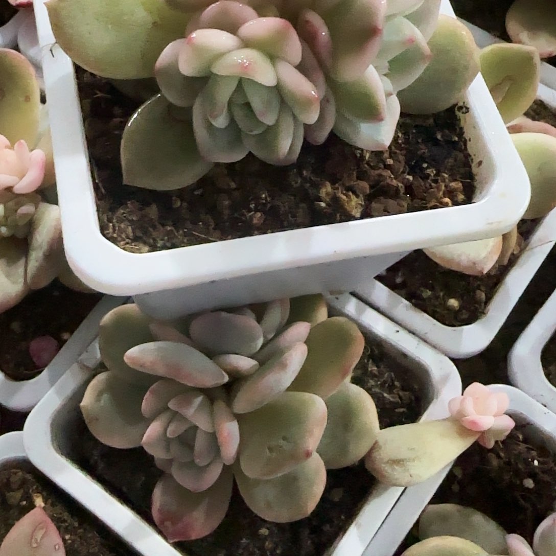 043梦露底座锦多肉