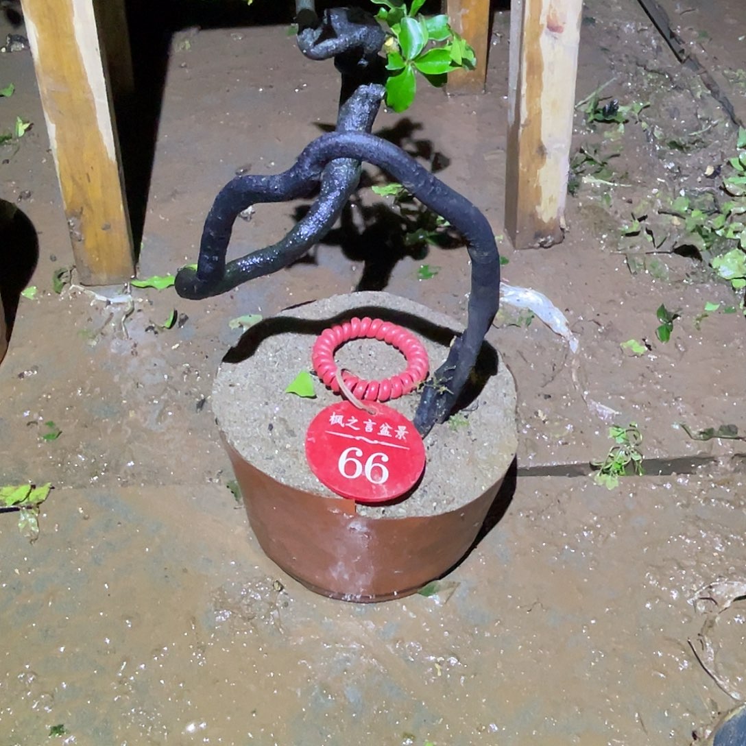 珺***道完全开放灌木金弹子