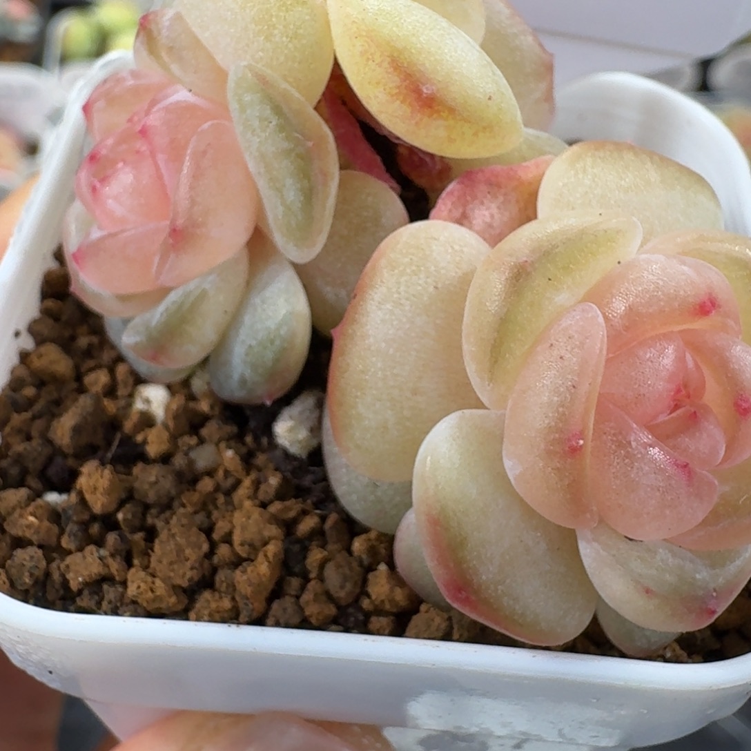 1211-66-牡丹三头一颗多肉