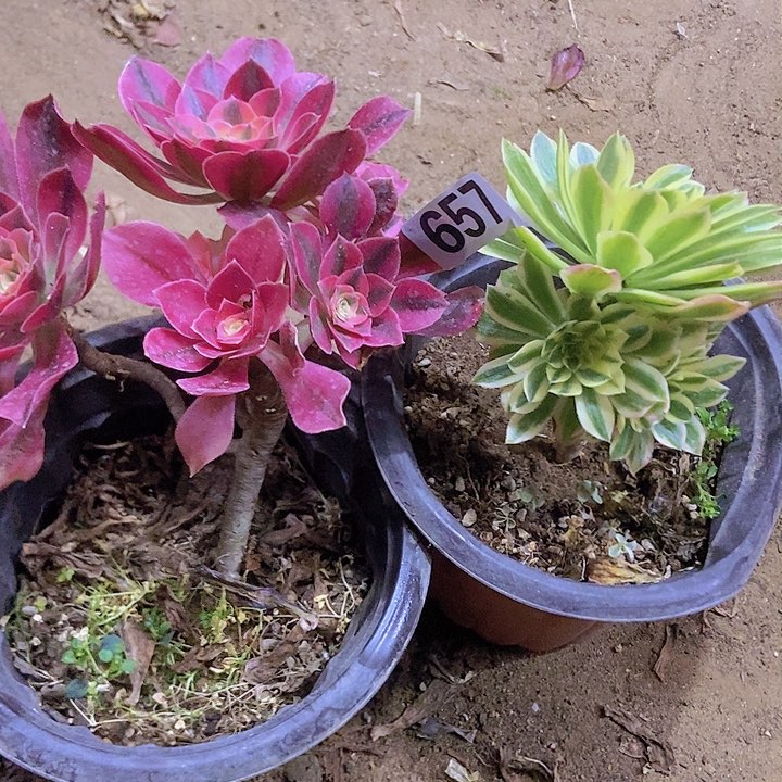 657两个老庄朵朵特价的不