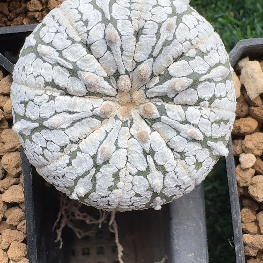 直播间，生日快乐福利