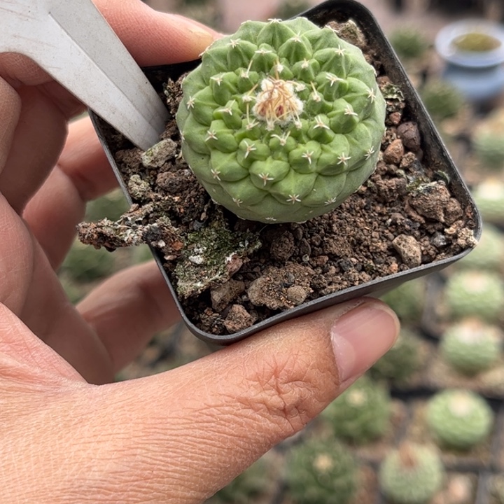 670实生菊水好养皮实