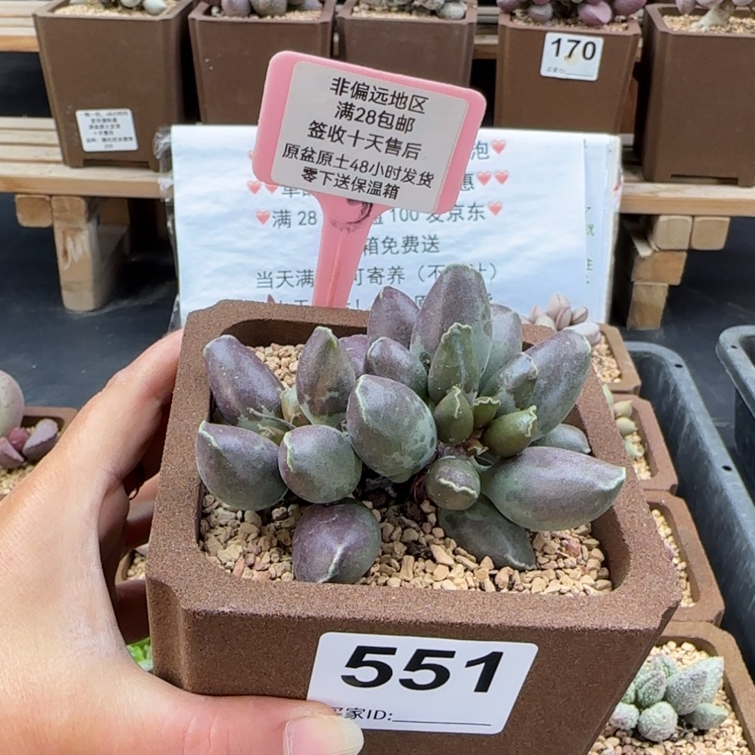 ****锅551三代紫海报锦多肉植物