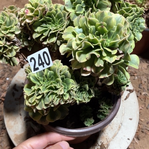 240绿豆沙缀十八包邮偏远勿拍