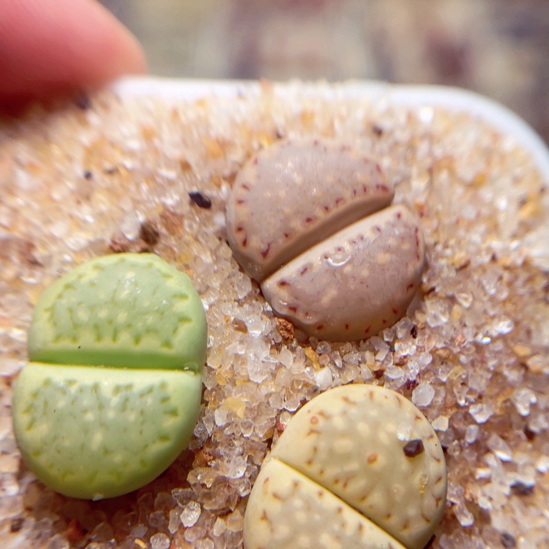 697号带盆包邮发货