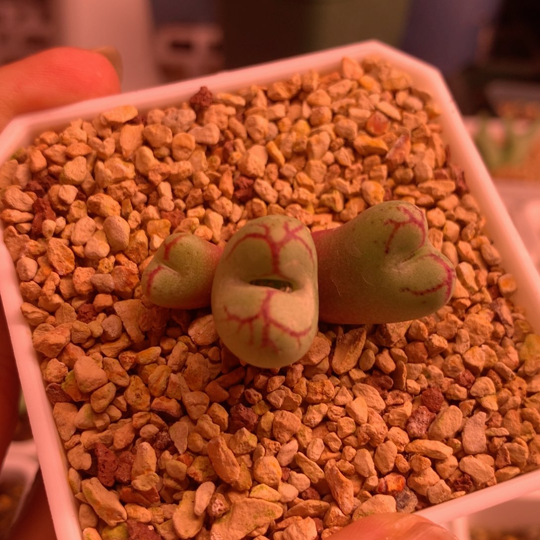 丘比特猴植物一物一拍