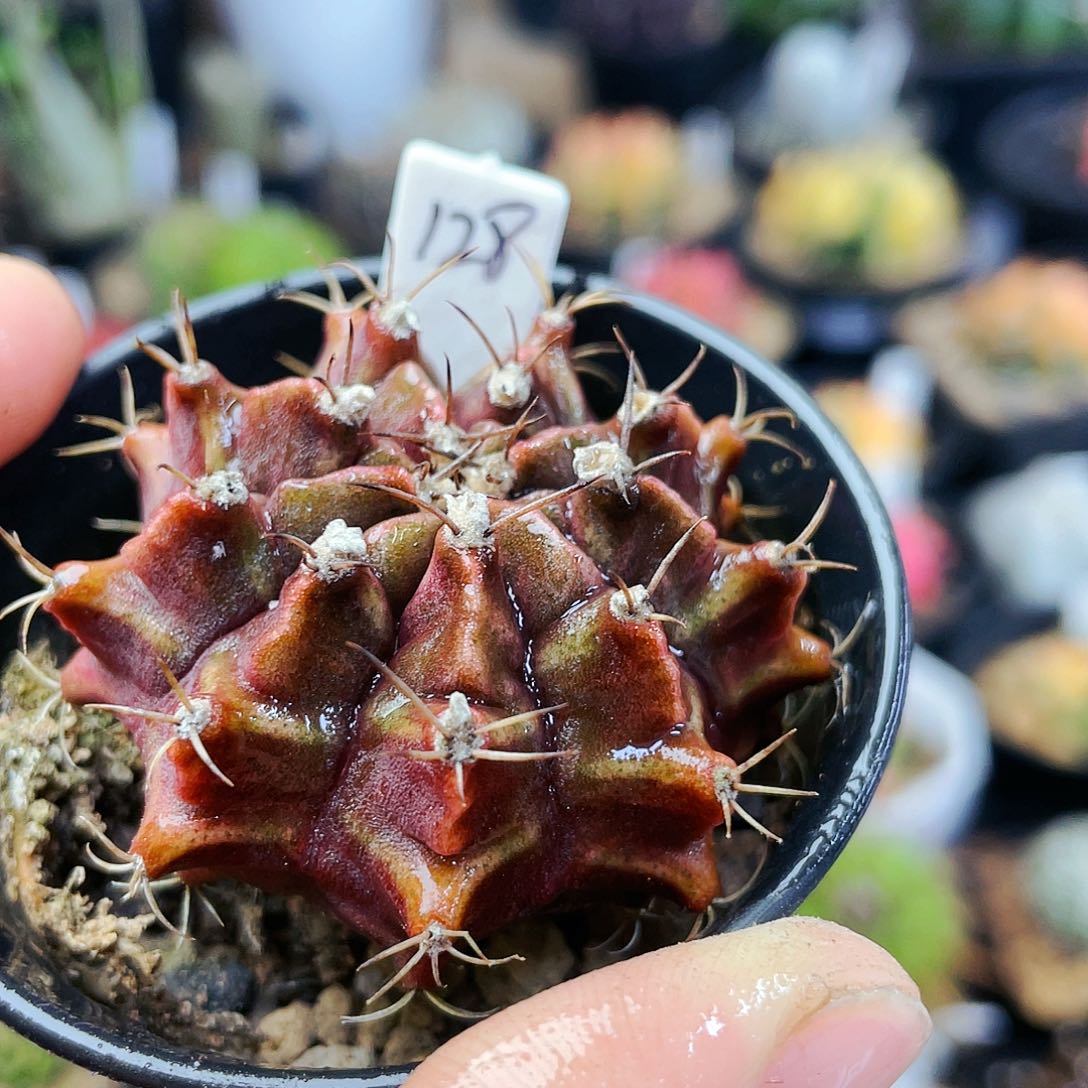 非偏远地区25包邮仙人球