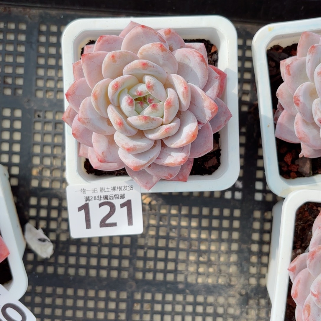 橙梦露无盆土发货