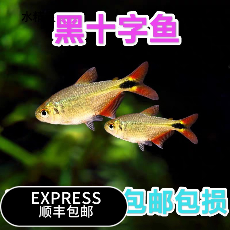 冷水十字鱼活体小型淡水观赏鱼新手练手闯缸好养不加温