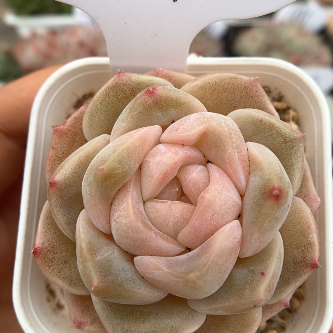 良辰可拍521号。