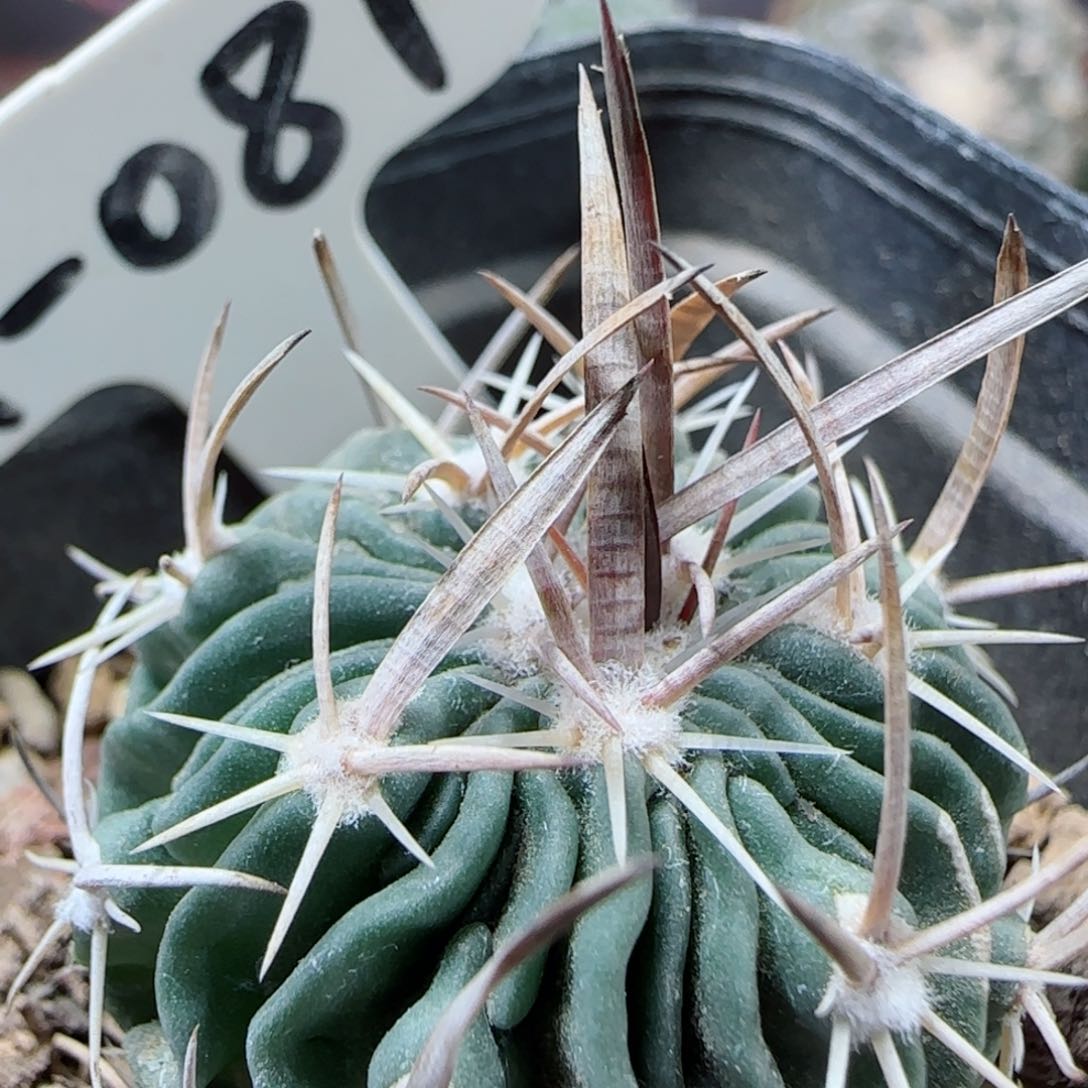 A81实生喷泉刺振武玉多肉