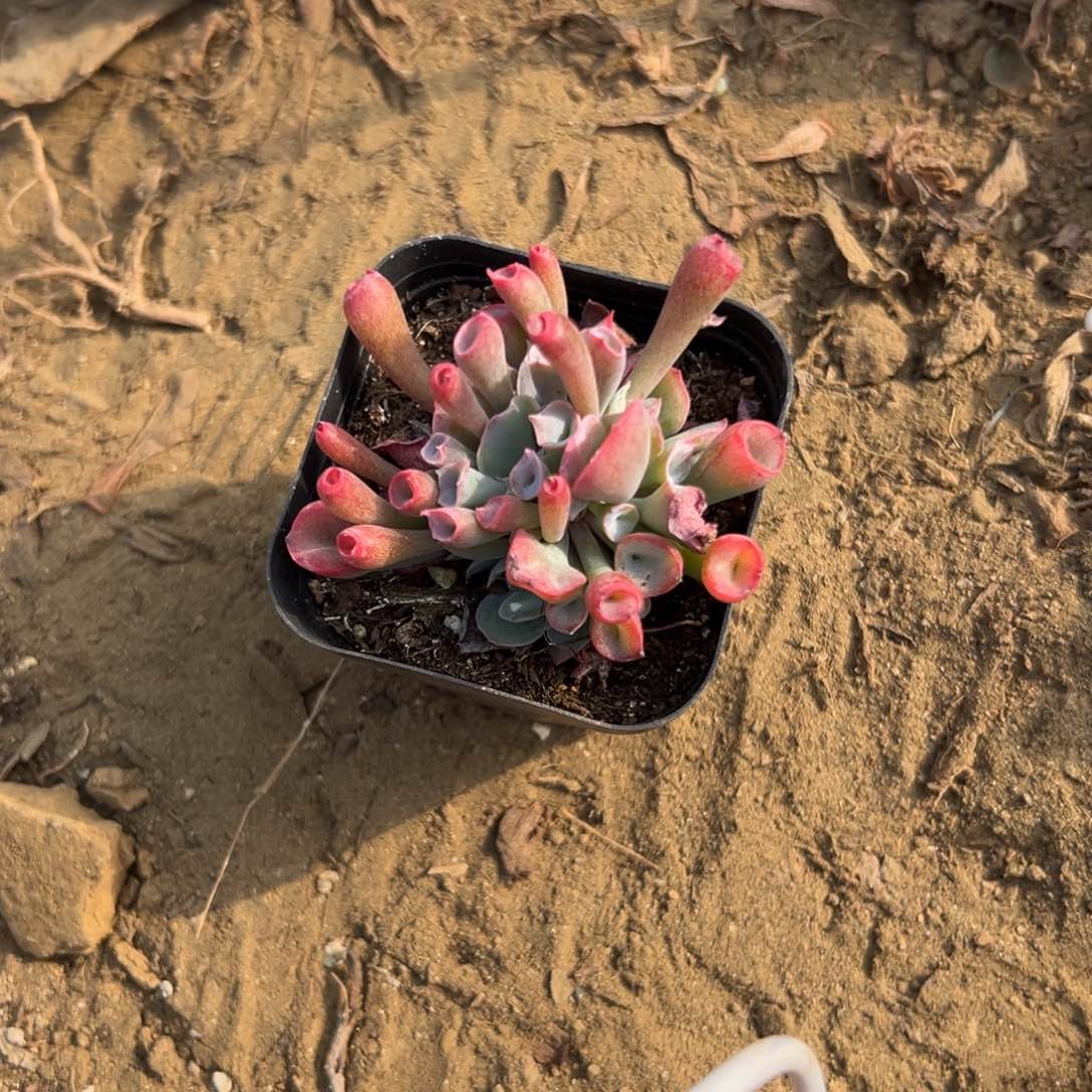 多肉植物多肉植物
