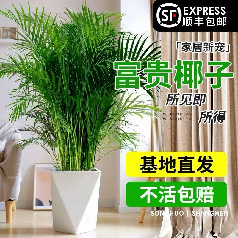 【顺丰包邮】富贵椰子树1.1米-1.3米散尾葵室内百搭绿植简单好养