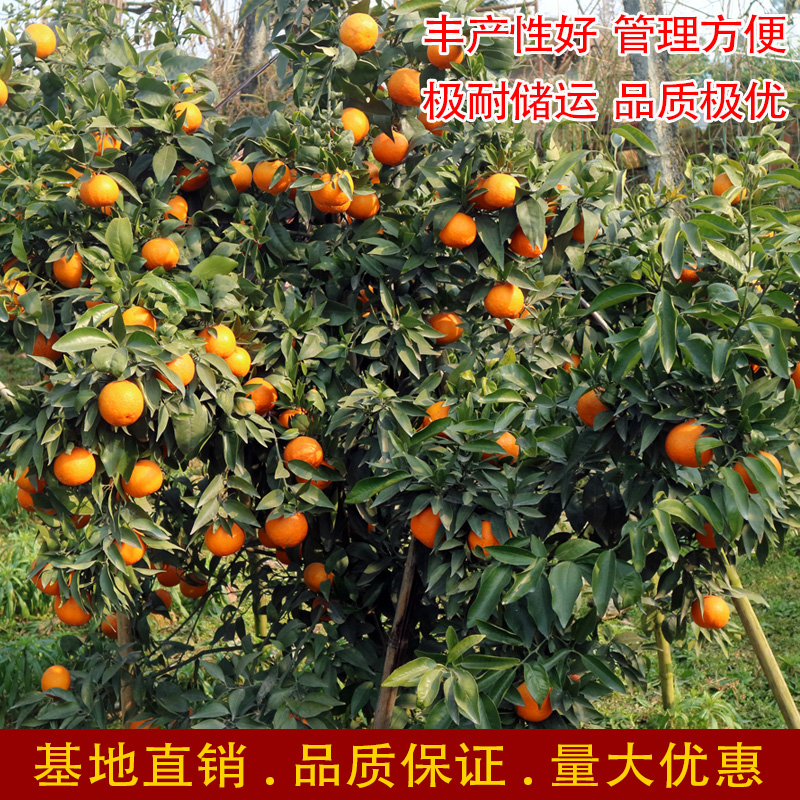 果之王-基地-【直播专用链接】-【带土】通用