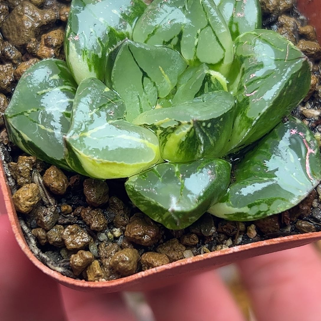 摩迪卡锦十二卷多肉