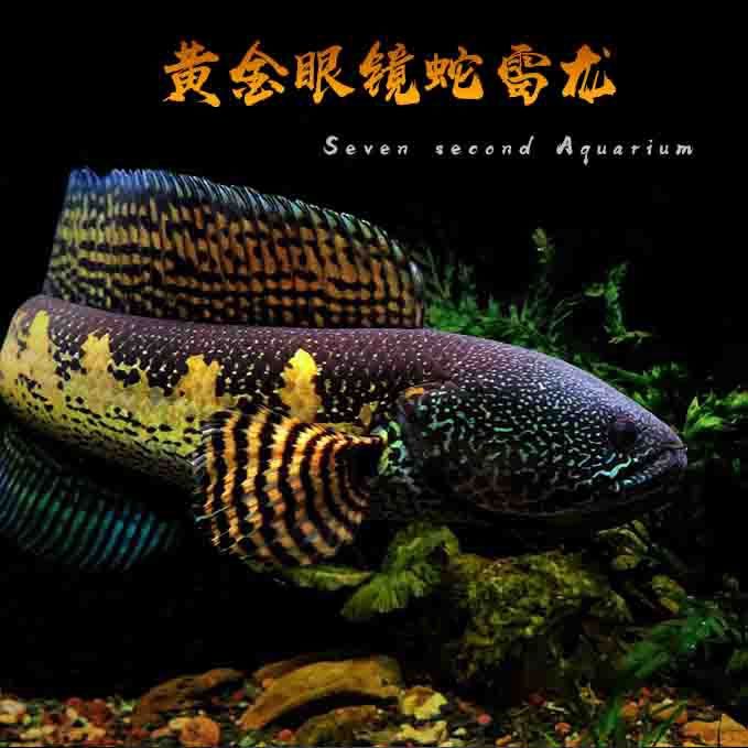 雷龙鱼直播间选鱼链接