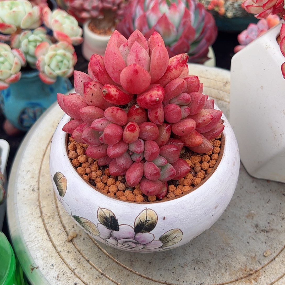 然然精品多肉桃花源