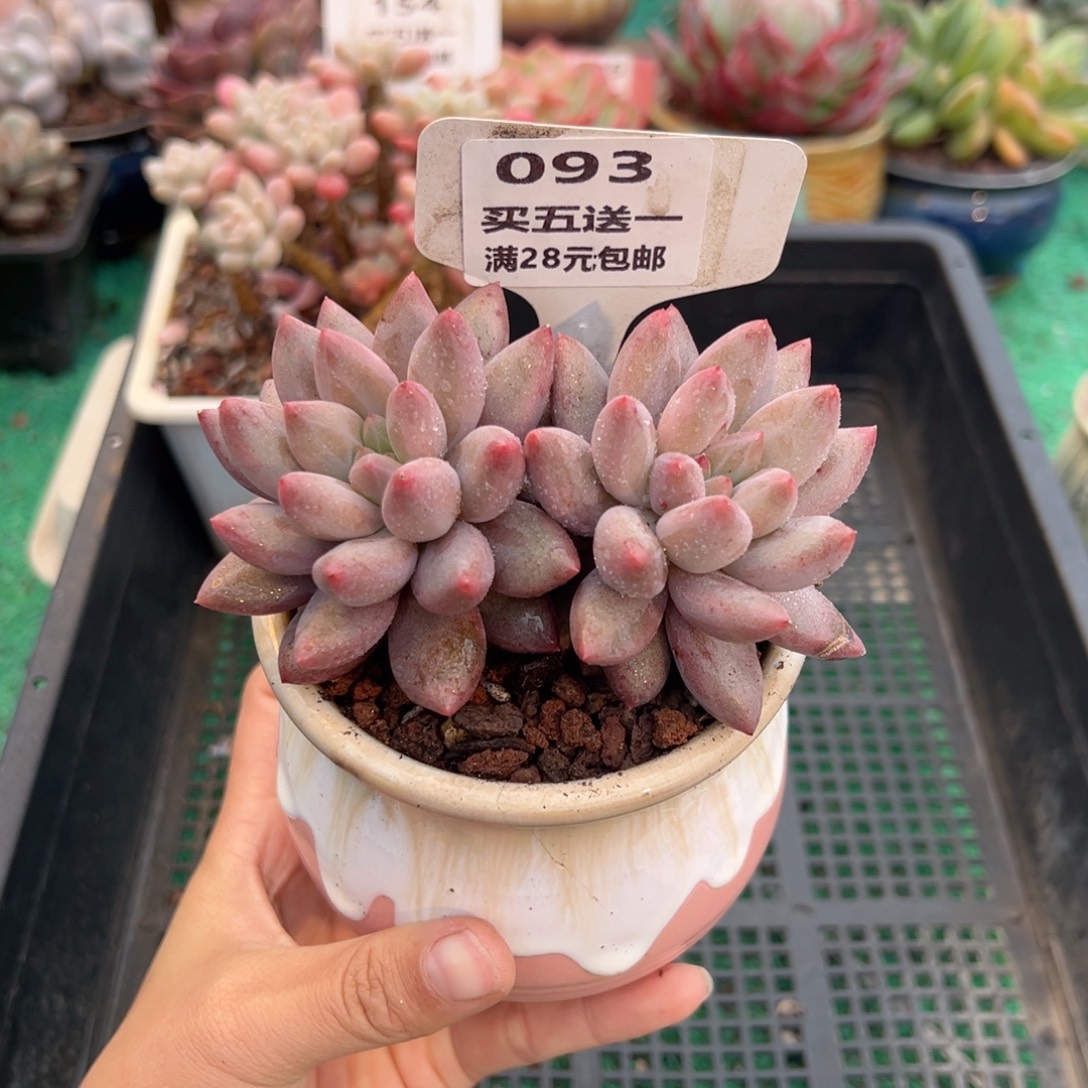 表妹精品多肉植物093:
