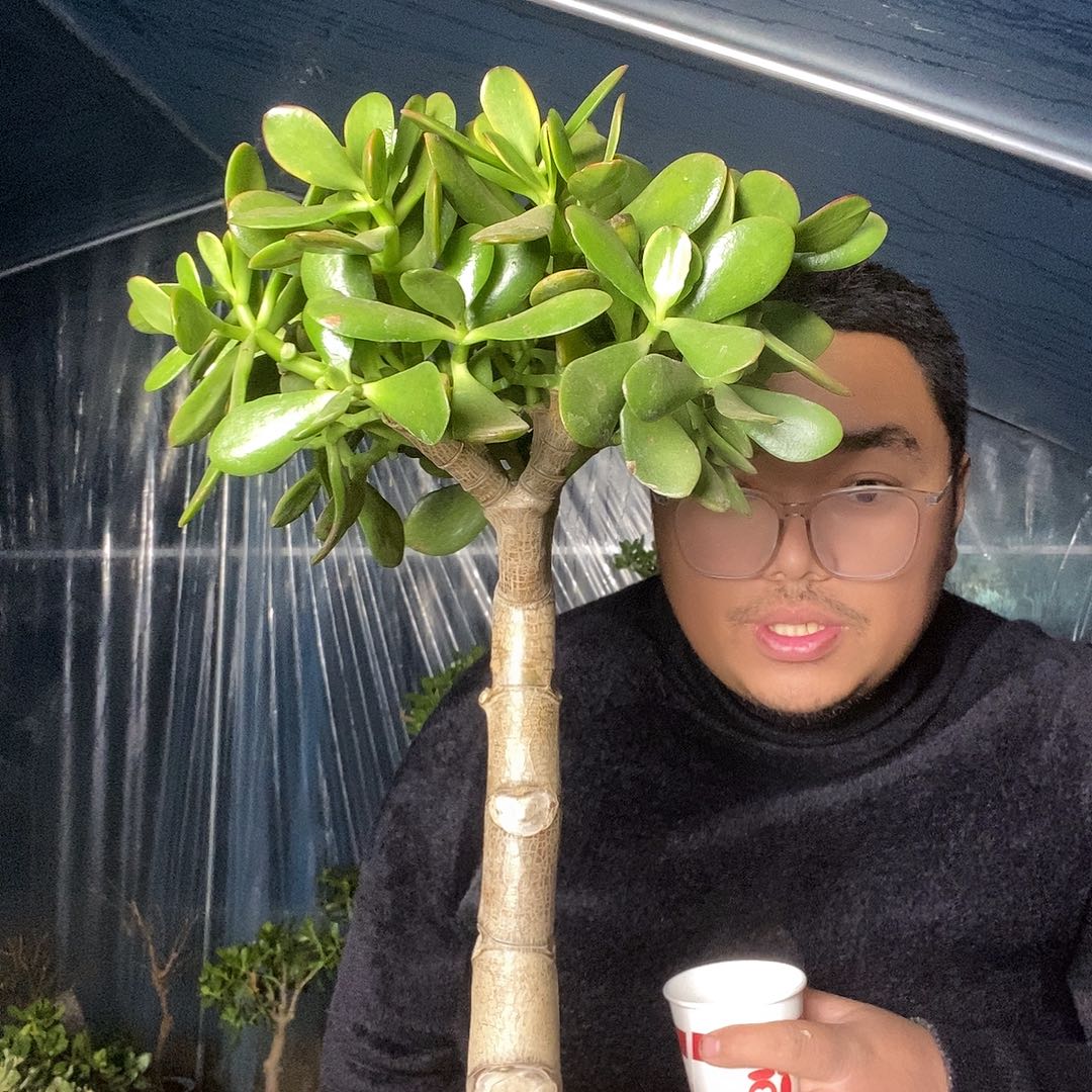 A***～当前无花栽培后可以开花