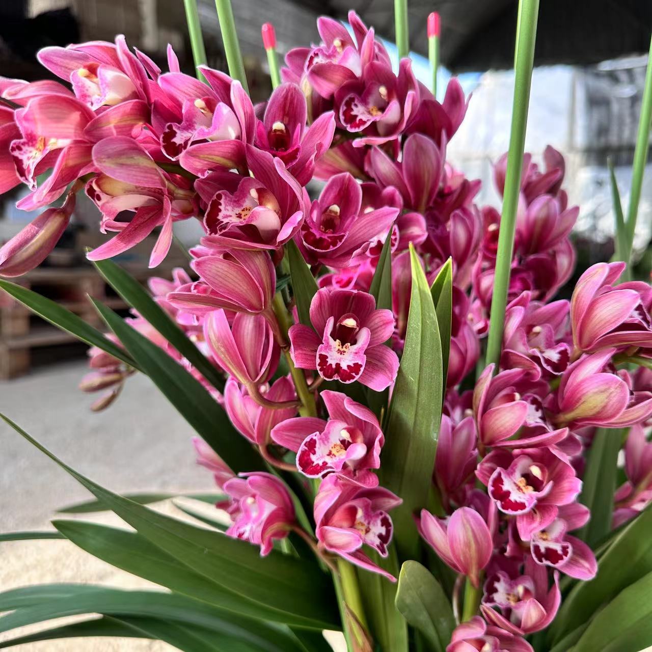 【桃子专属】【葡萄美酒】带花剑大花蕙兰高端名贵兰花盆栽南北方好养