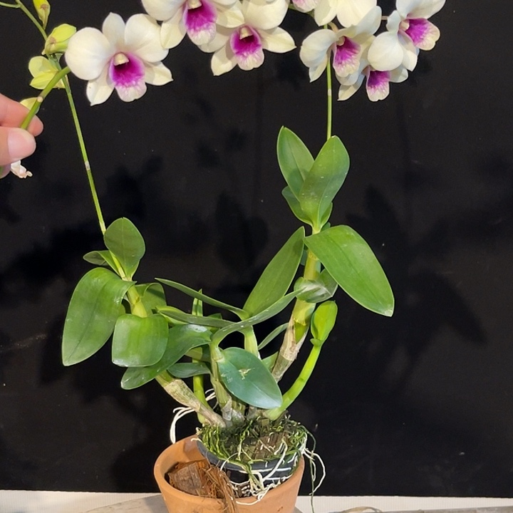 当前无花朵，栽培后可花朵克丽斯汀1166