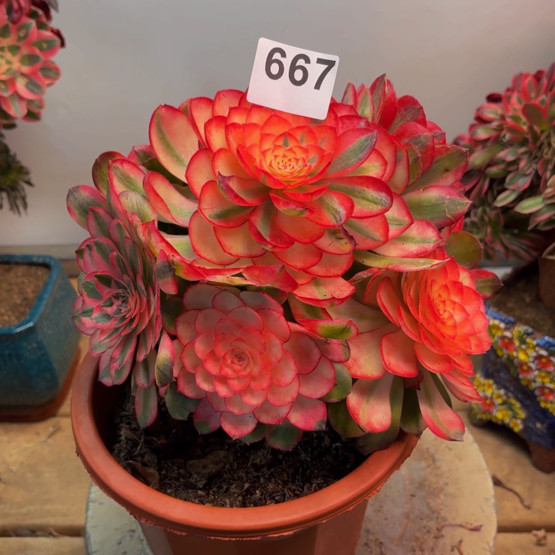 多肉法师荔枝667