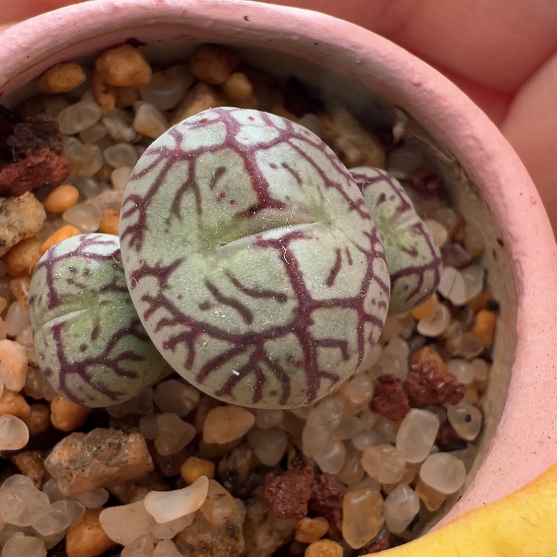 479。青蛙优选Y661八重墨