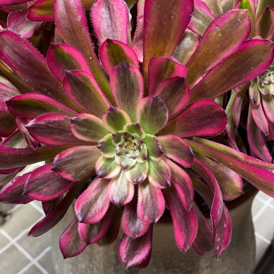 红陶多肉法师一物一拍