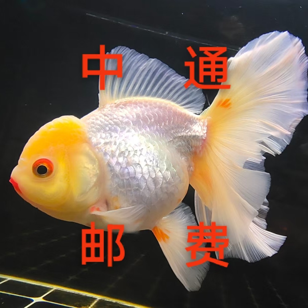 泰狮金鱼中通邮费，无鱼勿拍