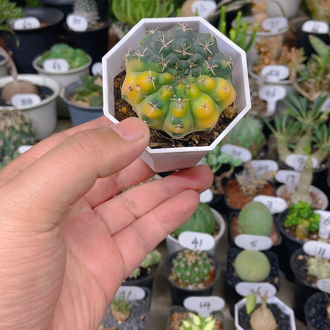 白刺瑞昌玉锦一个