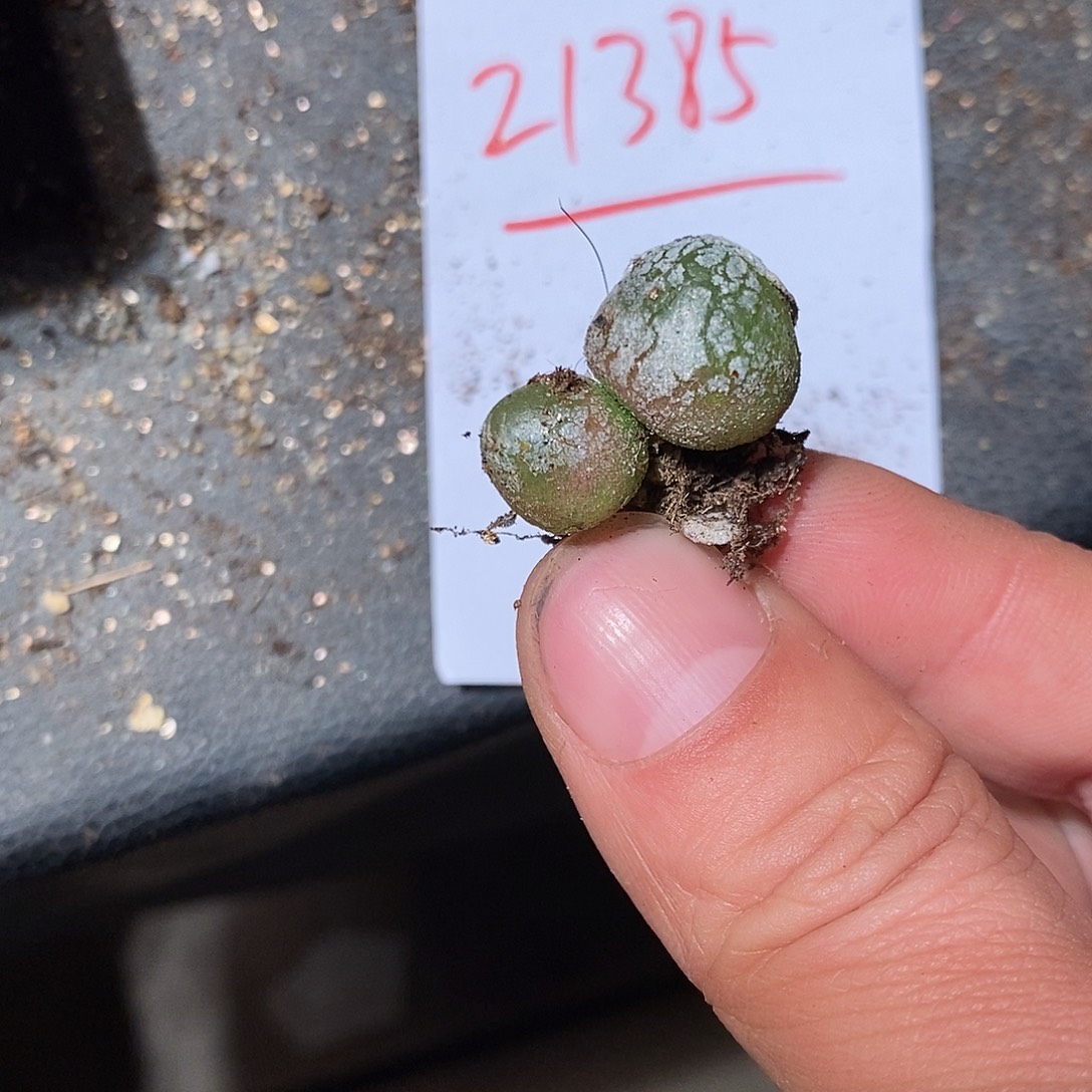 21385。 双头灯泡。   