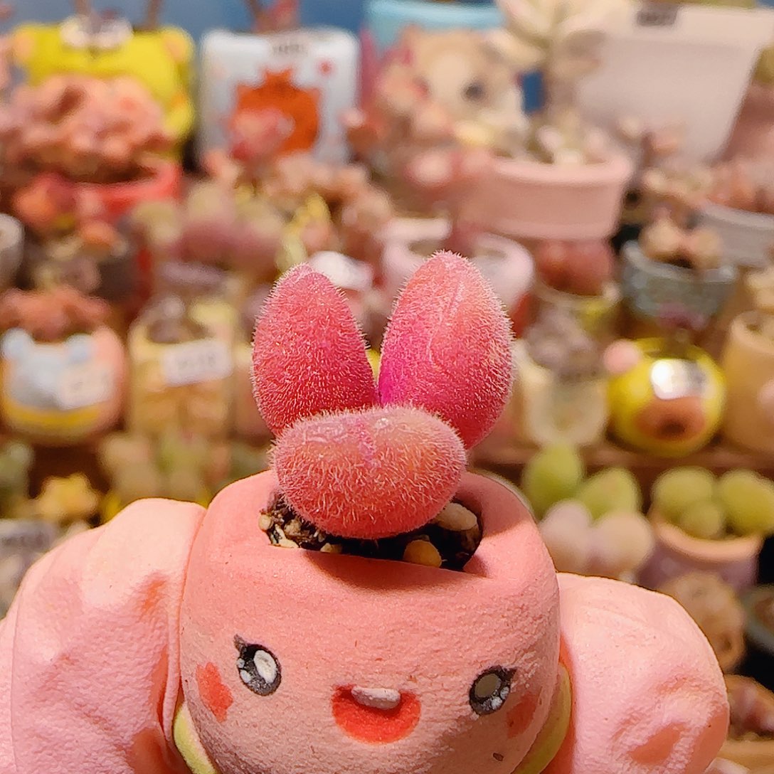 T mini红红毛翠盆口1.5cm