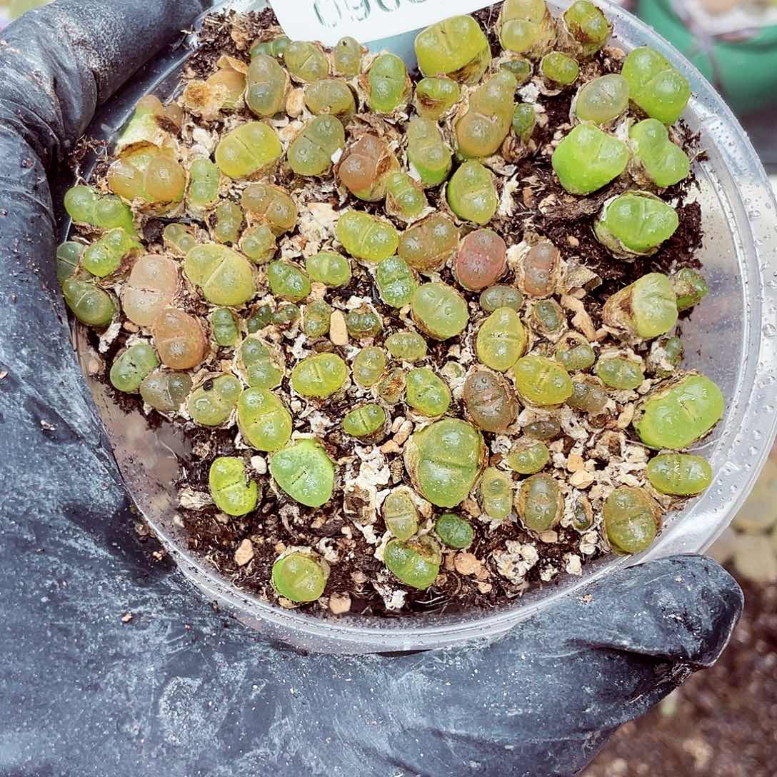 生石花18包邮0908-94