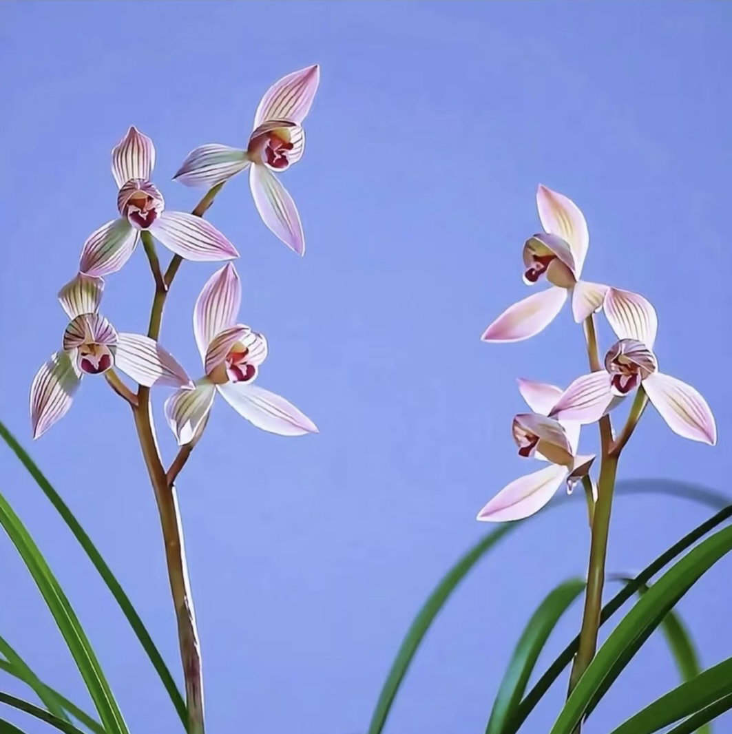 中缅花卉 一物一拍【虎头～兰临时～改价】