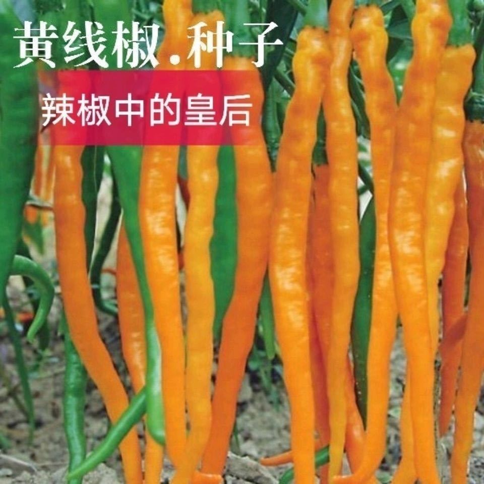 黄线椒籽辣椒线椒种籽薄皮高产早熟黄色四季蔬菜种子阳台盆栽籽种